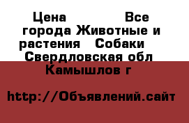 French Bulldog Female › Цена ­ 26 900 - Все города Животные и растения » Собаки   . Свердловская обл.,Камышлов г.